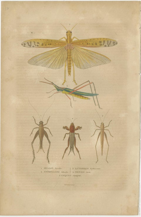 19th-Century Insectarium: A Glimpse into Orthoptera and Varied Insects, view 2