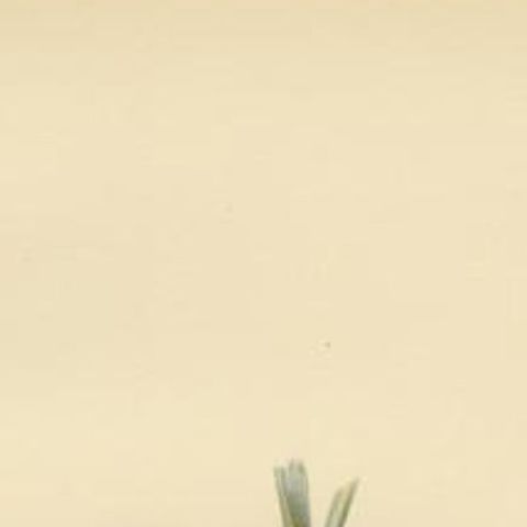 Antique Bird Print of the Reed Warbler by Von Wright, 1927, close-up 1