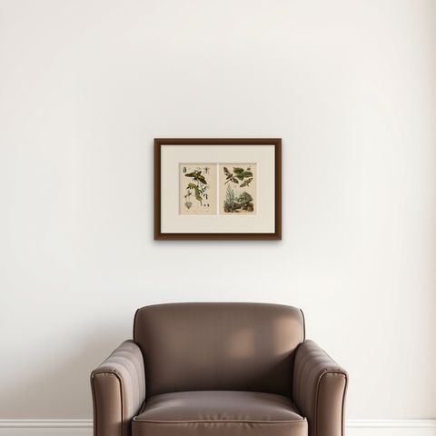 Pair of French Sphinx Moth Engravings by Duméril & Guérin, 1835, shown framed on a wall