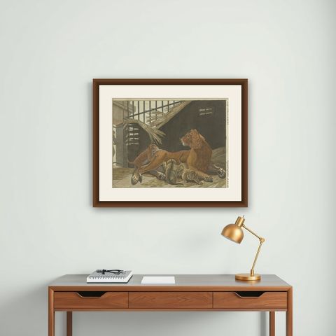 Hand Colored Engraving of a Lion and Lion Cubs, shown framed on a wall