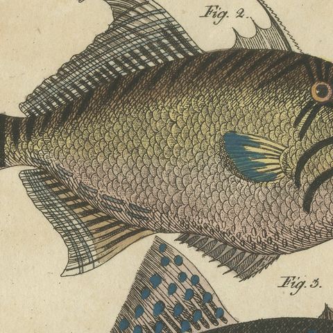 Triggerfish and Filefish from Tropical Reefs, Antique Bertuch Print, circa 1815, close-up 3