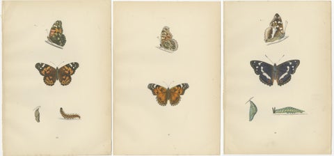 Wings of Elegance: A Victorian Exploration of British Butterfly Splendour, 1890, view 5