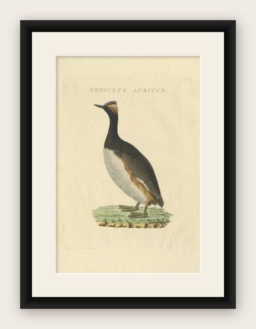 Antique Bird Print of the Horned Grebe by Sepp & Nozeman, 1829, shown framed