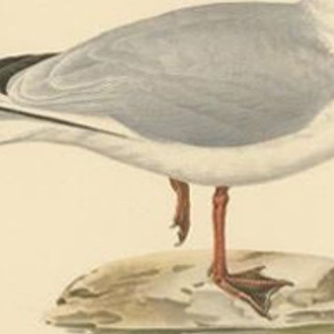Antique Bird Print of the Black-Headed Gull 'Winter' by Von Wright, 1929, close-up 2