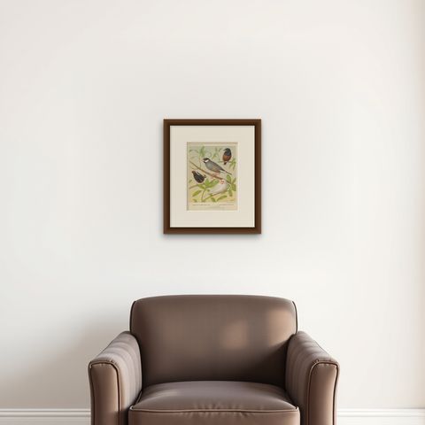 Antique Bird Print of the White-Headed Munia, Chesnut Munia and Java Sparrow, shown framed on a wall