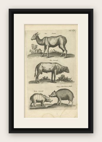 Antique Print of a Lama, a Guinea Pig and Guinea Sheep & Collared Peccary, 1657, shown framed