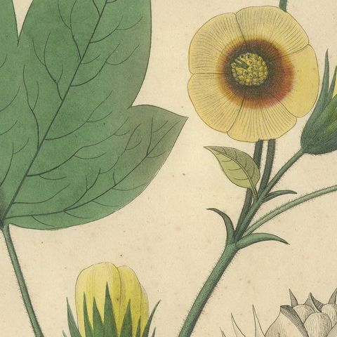 Antique Cotton Botanical Print, Gossypium Herbaceum, c.1831, close-up 6