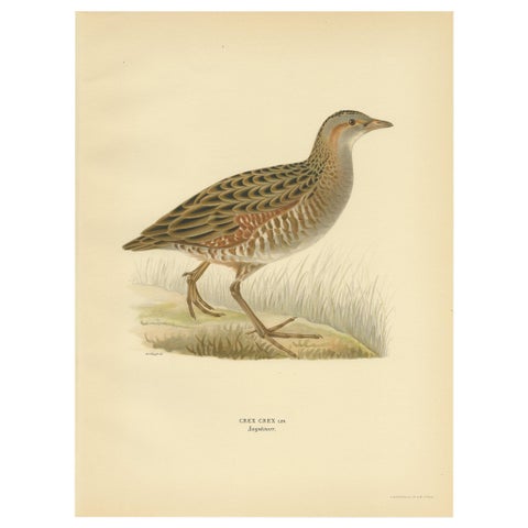 Antique Bird Print of the Corncrake by Von Wright '1929'