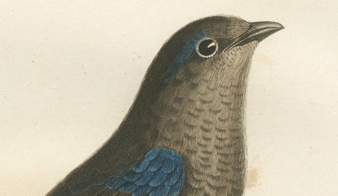 Feathered Sapphire: The Blue Swallow, A Vieillot Hand-Colored Print from 1807, close-up 1
