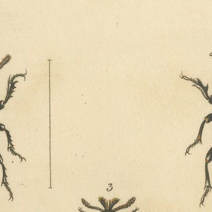 Beetles of the Early 19th Century: A Cuvier Collection from 'The Animal Kingdom', close-up 4