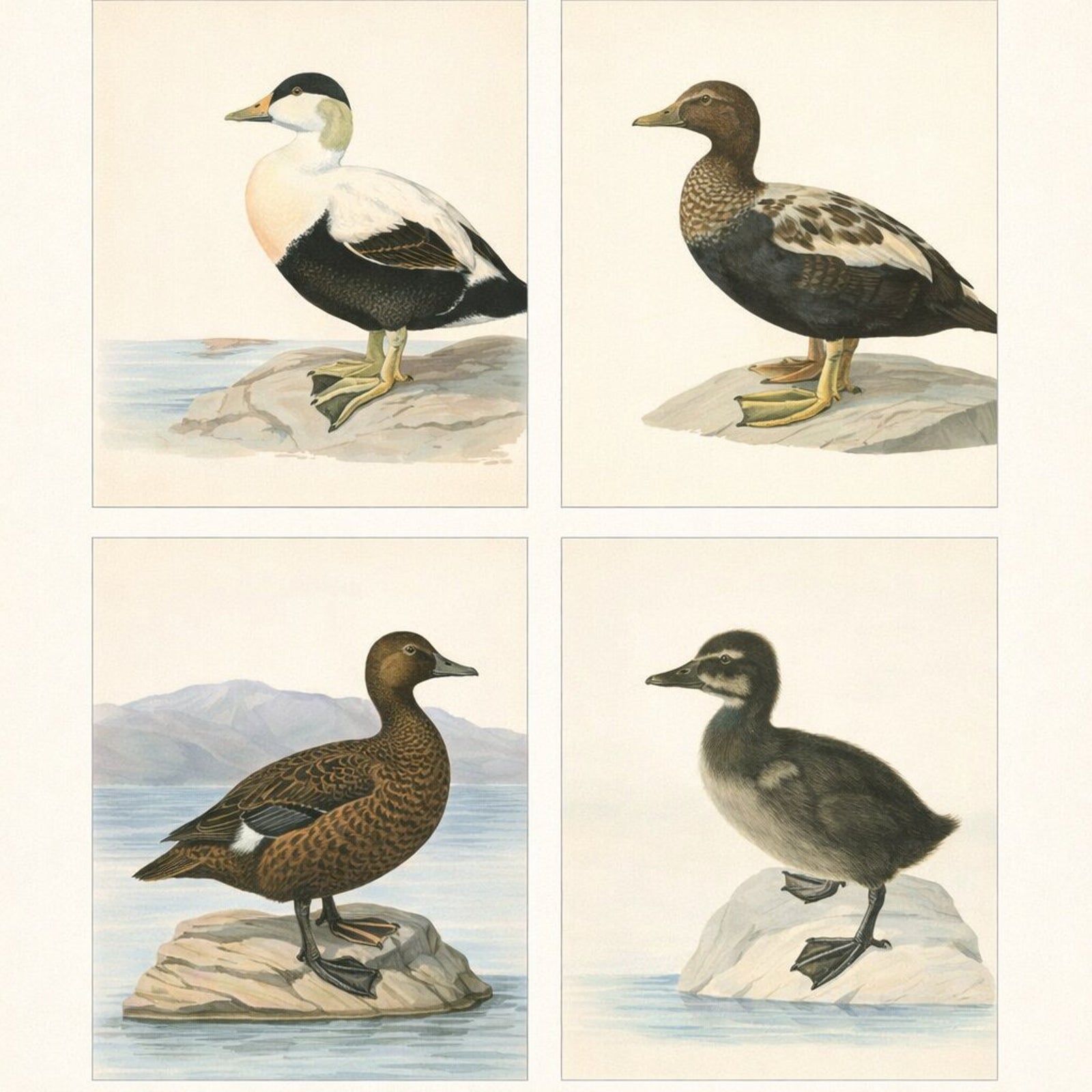 Antique Eider Duck Lithographs Set of 4, Somateria mollissima, Sweden 1929
