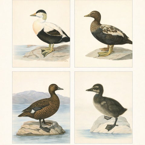 Antique Eider Duck Lithographs Set of 4, Somateria mollissima, Sweden 1929