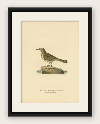 Antique Bird Print of the Water Pipit by Von Wright, 1927, shown framed