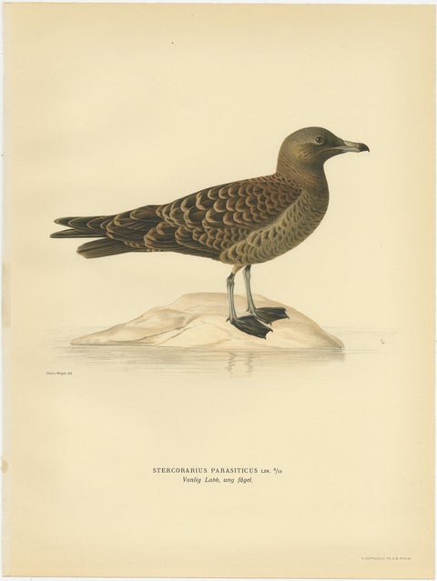 Antique Bird Print of the Parasitic Jaeger by Von Wright, 1929, view 4