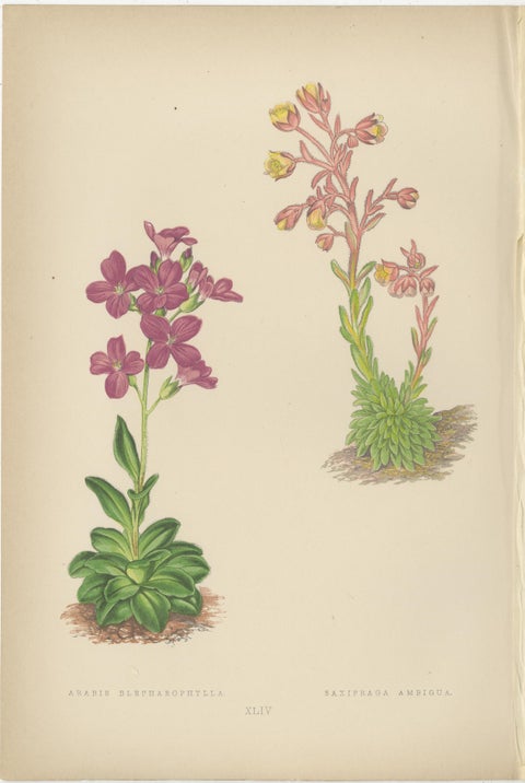 Alpine Botanical Lithograph of Arabis Blepharophylla and Saxifraga Ambigua, 1874, view 2