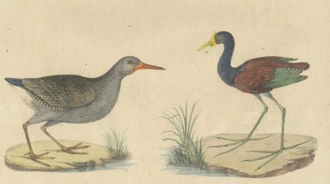 Shorebirds, Jacana & Water Rail Pair, Brodtmann Hand-Colored Lithographs, 1816, close-up 2