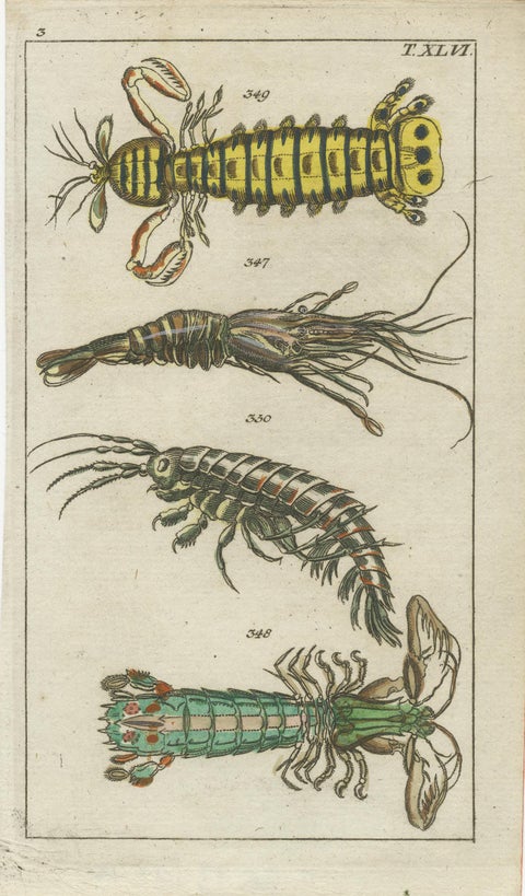 Small History Prints Showing Crustaceans, Marine Life and Detailed Insects, 1832, view 2