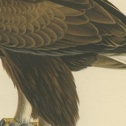 Majestic Gaze: The Golden Eagle (Aquila chrysaetos), 1929, close-up 5