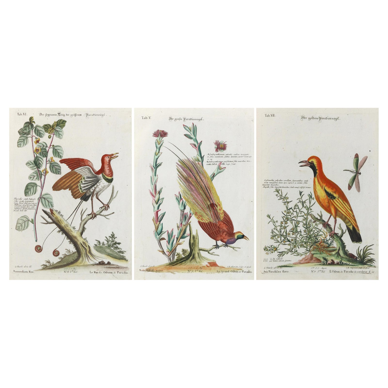 Stunning Birds of Paradise from Seligmann's Rare Birds Collection (1770-1773)