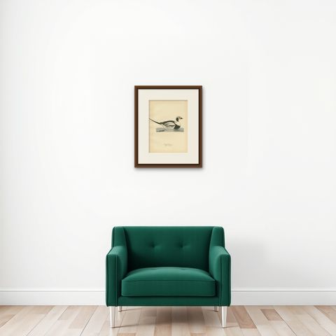 Antique Bird Print of a Male Long-Tailed Duck by Von Wright '1929', shown framed on a wall
