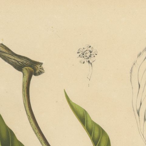 Antique Mango Botanical Chromolithograph by Hoola van Nooten, c. 1880, close-up 5
