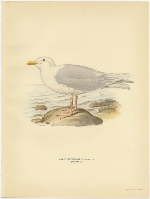 Antique Bird Print of the Glaucous Gull 'Male' by Von Wright, 1929, view 2