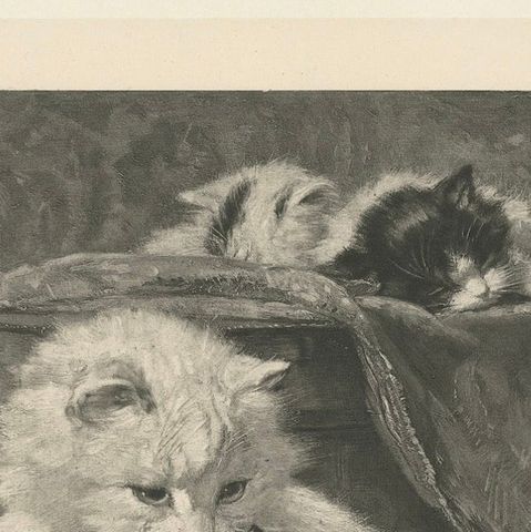 "Mother's Love" - Cats and Kittens by Henriette Ronner (1894), close-up 6
