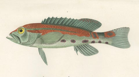 Tropical Fish Engraving, Parrot Hind and Diacope, Paris 1846, close-up 2