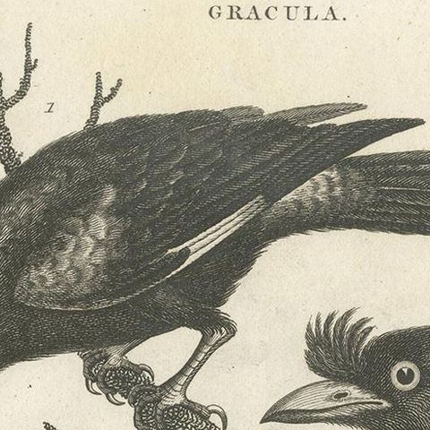 Antique Bird Print of Grackle Birds by Wilkes, 1801, close-up 1