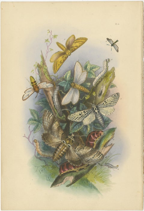 Stunning Vintage Butterfly and Moth Illustration Compilation, Hand-colored, 1860, view 3