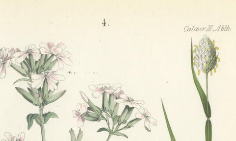 Hand-Colored Botanical Lithograph of Soapwort & Yellow Asphodel, 1854, close-up 2