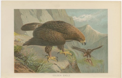 Antique Golden Eagle Bird Lithograph, Royal Natural History, 1895, view 2