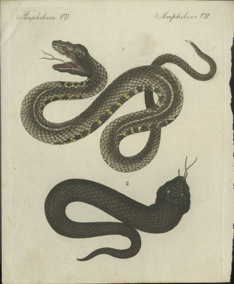 Antique Handcolored Engraving of Snakes, c.1800, view 2