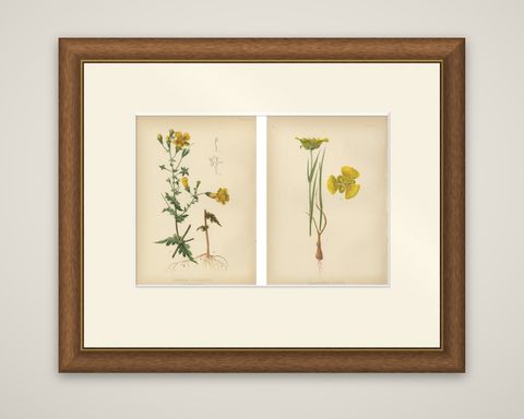 Native US Flora - Two Original Botanical Chromolithograps, 1879, shown framed