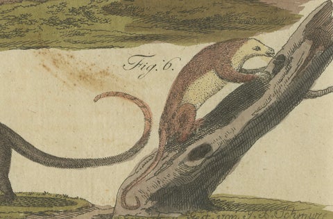 Antique Monkeys & South American Anteaters Engraving, Bertuch, c.1800, close-up 4