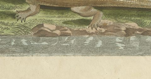 Crocodiles with an Egyptian Pyramid, Antique Bertuch Print, Vienna, circa 1805, close-up 2