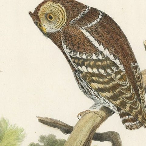 Rare Large Antique Print of the Flammulated Owl (Psiloscops flammeolus), 1869, close-up 2