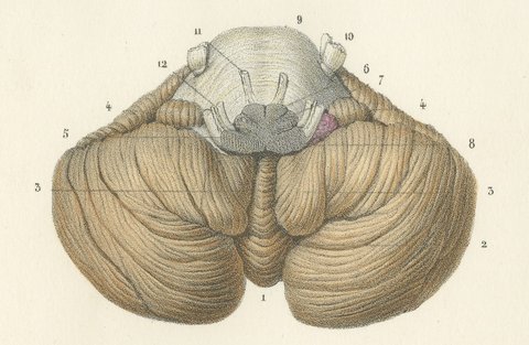 The Cerebellum, Antique Hirschfeld Anatomy Print, 1866, view 3