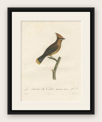 1807 Cedar Waxwing Print - Original Handcolored Bird Illustration by Vieillot, shown framed