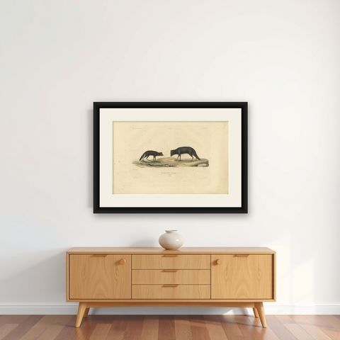 Rare Hand-Colored Engraving of An Artic Fox in Summer Coat, 1842, shown framed on a wall