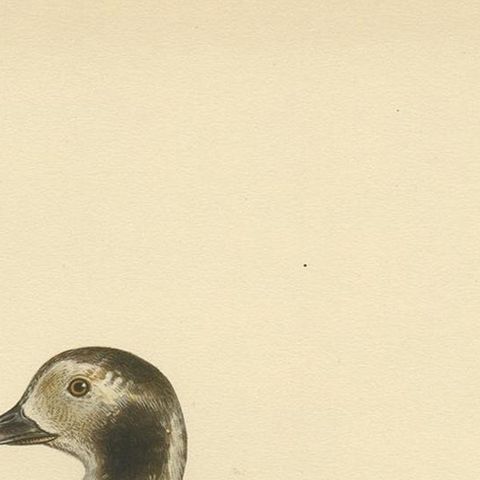 Antique Bird Print of a Young Long-Tailed Duck by Von Wright '1929', close-up 1
