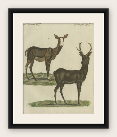 Hand-Colored Antique Engraving of a Male and Female Deer, Published in 1820, shown framed