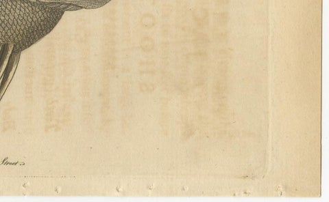 Long-Nosed Surgeonfish, Antique Hand-Colored Fish Engraving, Nodder c.1794, view 5
