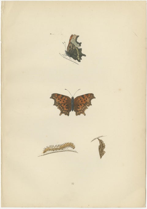Metamorphosis in Motion: A Triptych of Butterfly Life Stages, 1890, view 3