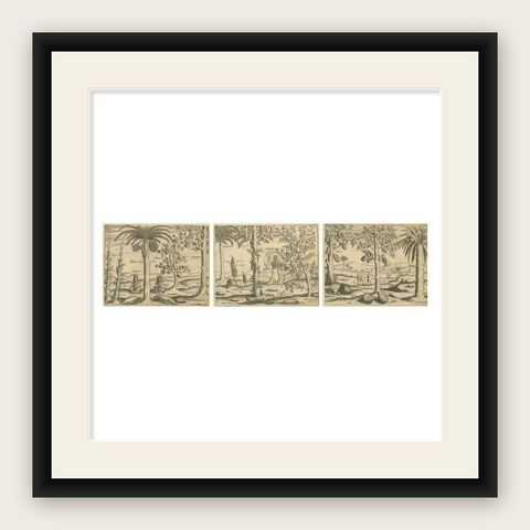 De Bry Botanical Engravings, Pineapple, Mango & Pepper Plants, c.1598, shown framed