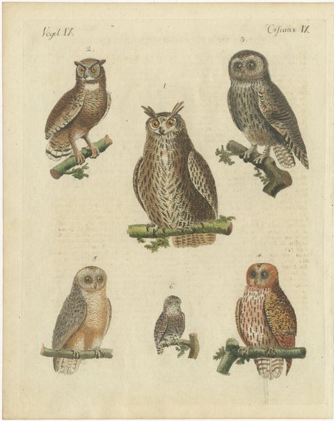 European Owls, Antique Hand-Colored Bird Engraving, Vogel IX, c.1800, view 2
