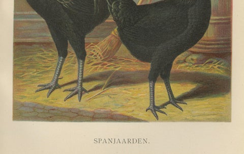 The Distinguished Spanish Chicken - A Rare 19th Century Poultry Lithograph, close-up 2