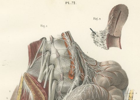 Nerves of the Male Pelvic Viscera, Antique Hirschfeld Anatomy Print, 1866, view 3