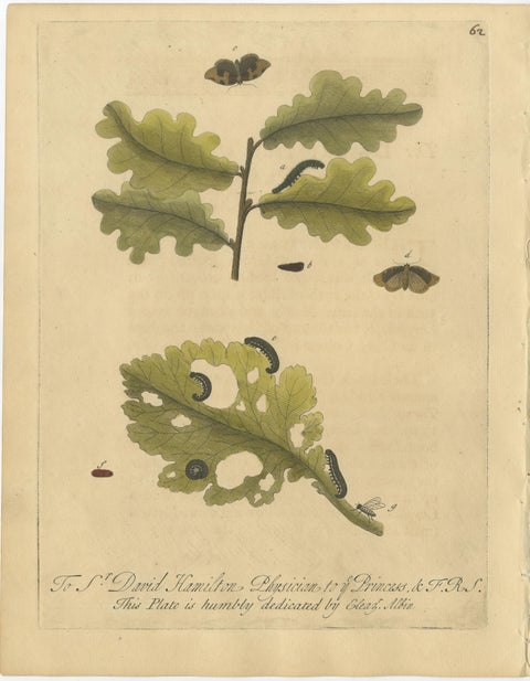 Antique Botanical Insect Engravings with Caterpillars and Ladybirds, Albin 1720, view 2