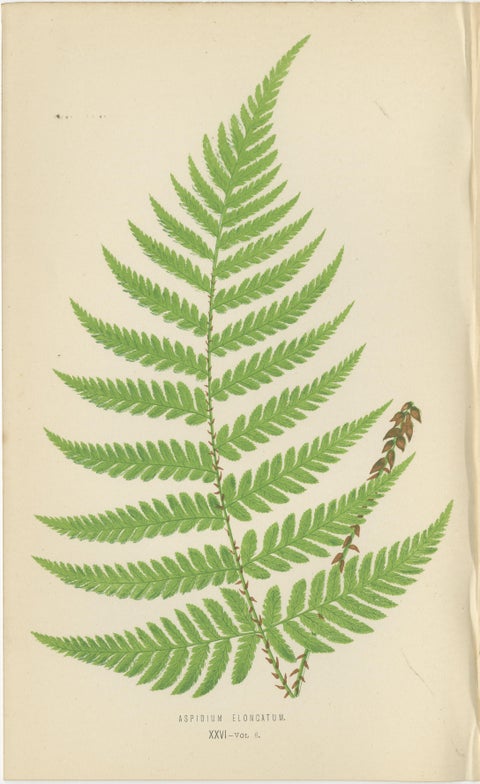 Set of 3 Antique Fern Prints - Aspidium Pubescens, Elongatum, Dilatatum (c.1868), view 3